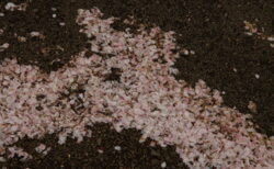 PCT-244