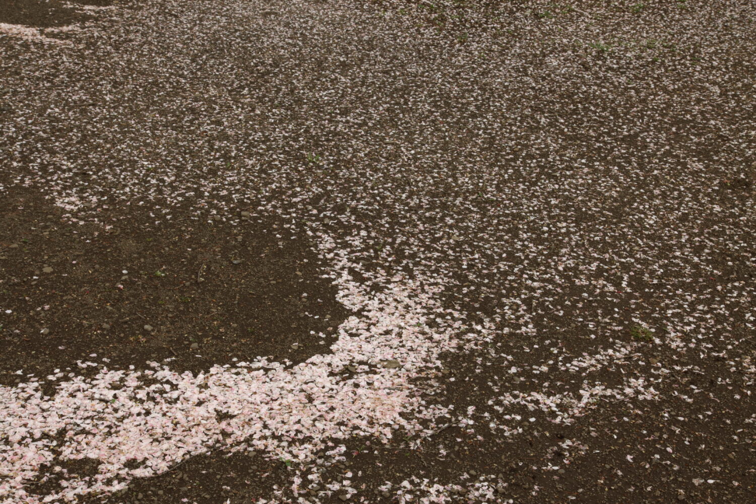 PCT-243