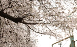 PCT-242