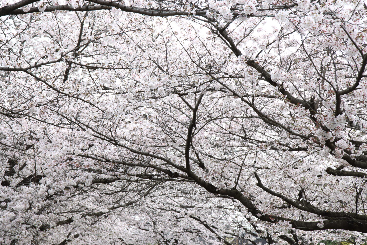 PCT-259
