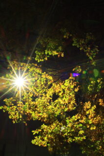 総合写真展入選