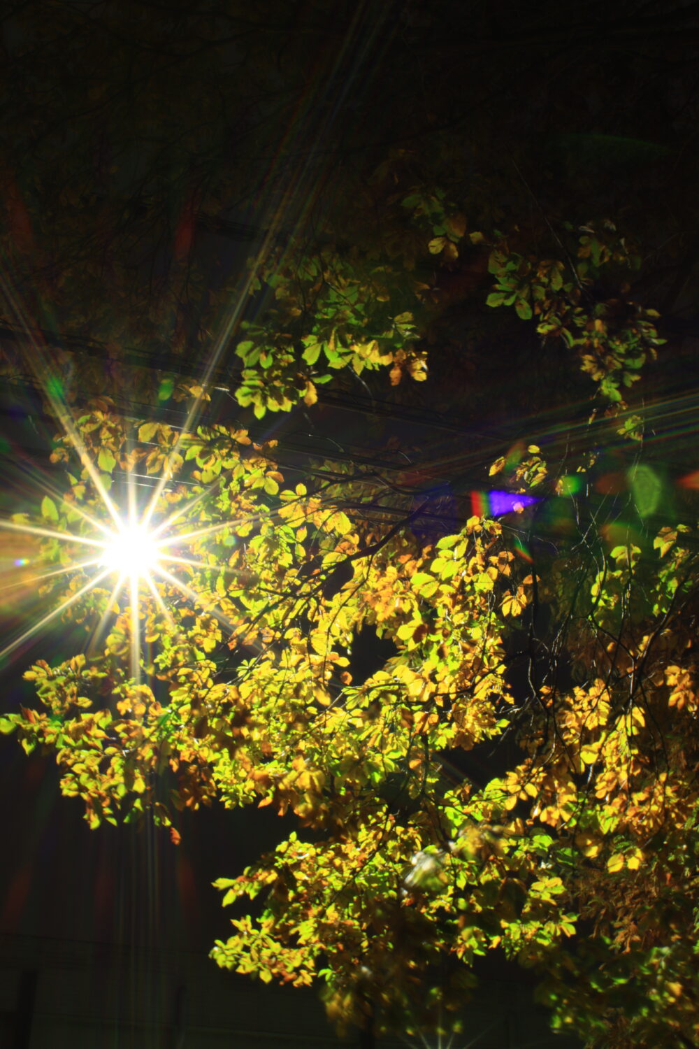 総合写真展入選