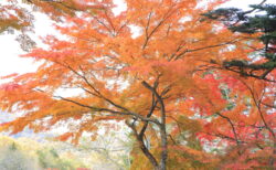 総合写真展入選