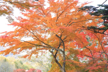 総合写真展入選