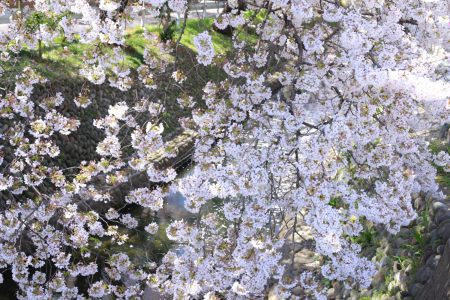 桜の写真、６つ追加しました。