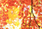 紅葉、１０６個追加しました。
