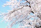 桜、７３個追加しました。