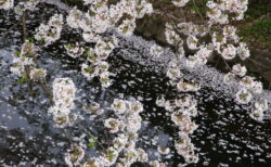 総合写真展入選