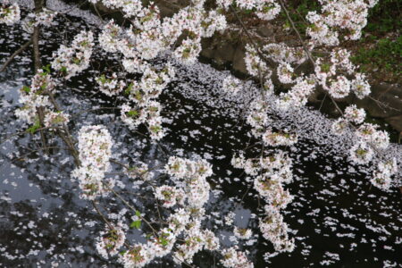 総合写真展入選