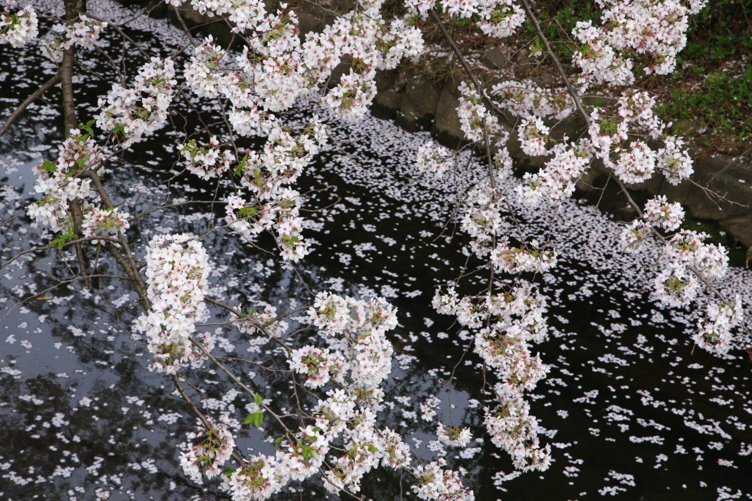 総合写真展入選